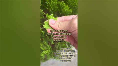 柏叶风水